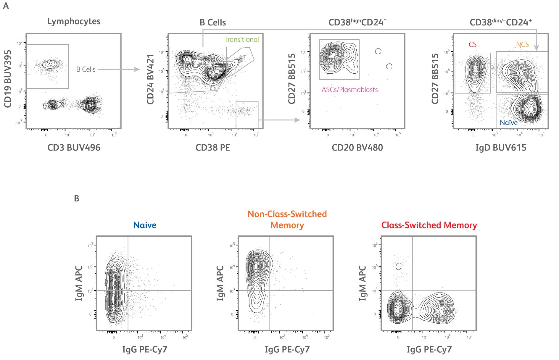 B cell subset panel