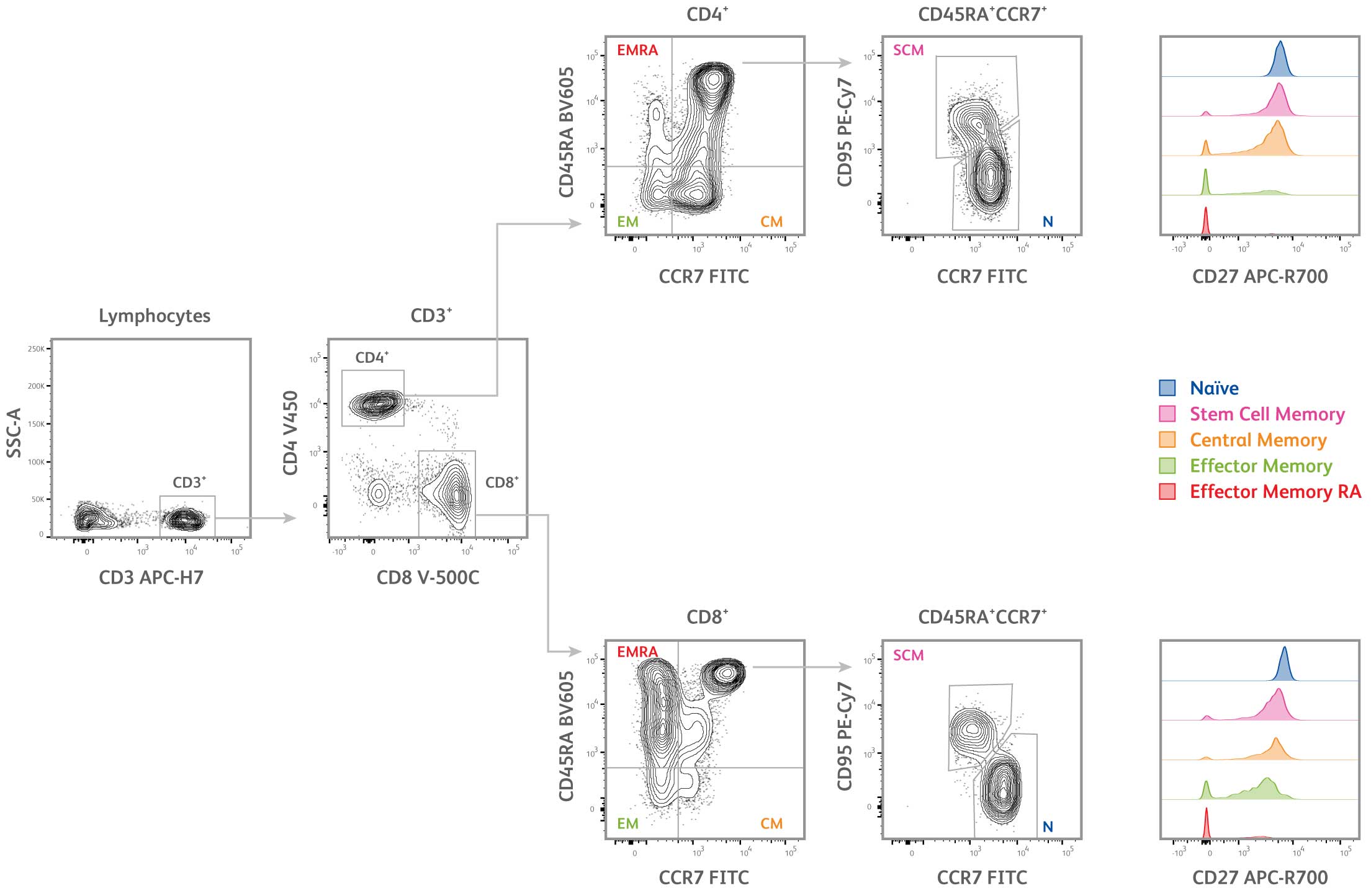 Dri Memory T cell panel
